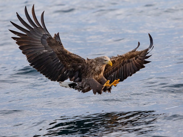 eagle swooping